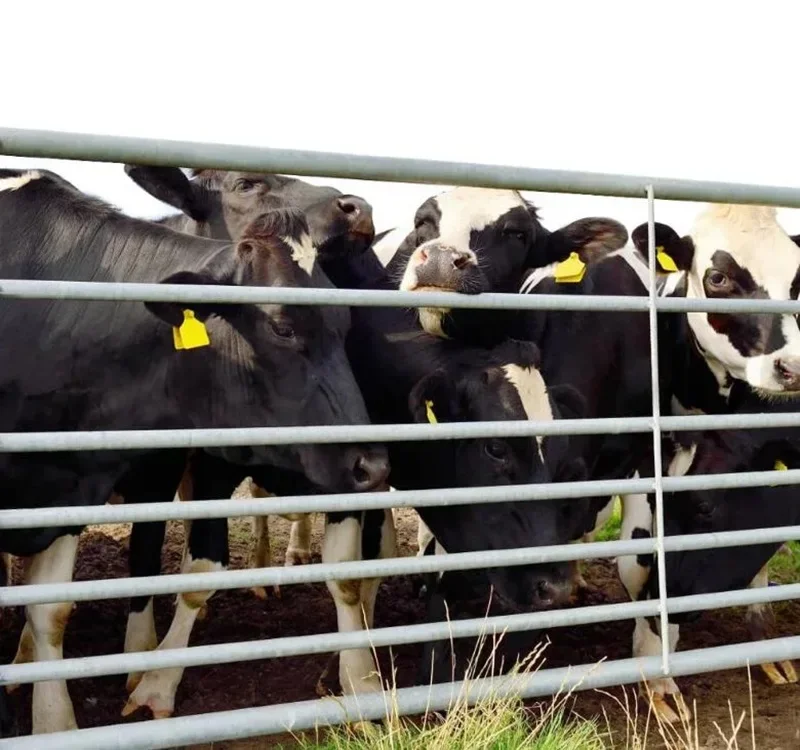 Pluma de ovejas de tubo galvanizado de inmersión en caliente para enrejado y puertas de cercado