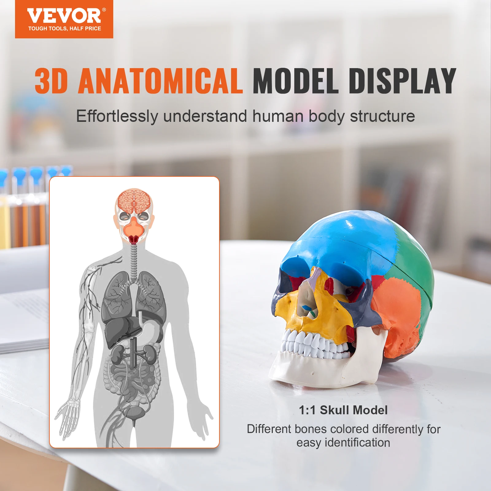 VEVOR Life-Size Human Skull Model 2
