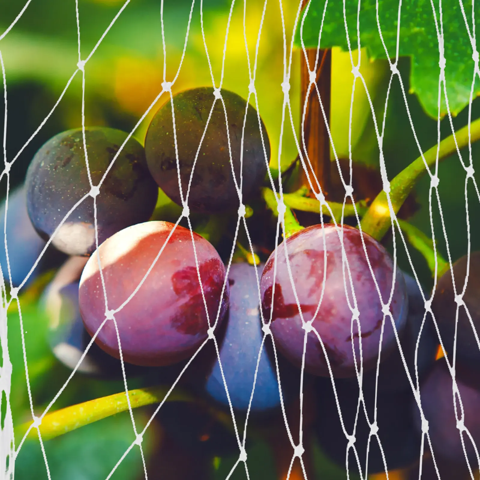 

Сетка для сада, защитная сетка-ограждение, сетка для фруктовых деревьев, защита от птиц для садоводства