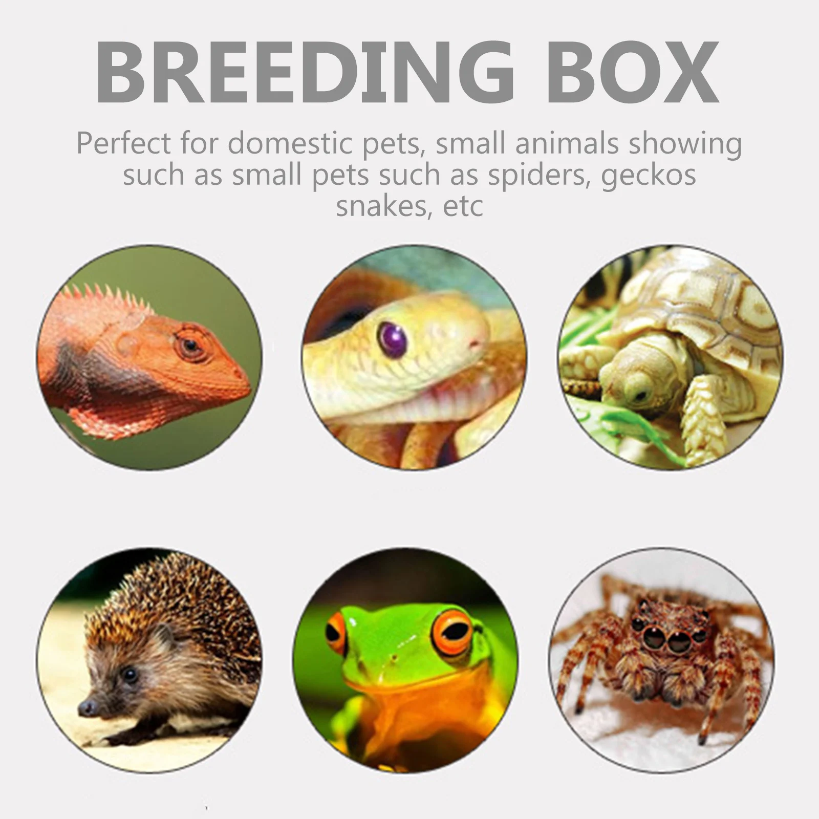 صندوق تربية السحلية، ختم مغناطيسي منزلق، حاوية شفافة للحيوانات الأليفة الصغيرة، العنكبوت أبو بريص الرتيلاء، الزواحف، صندوق تغذية الموئل #4