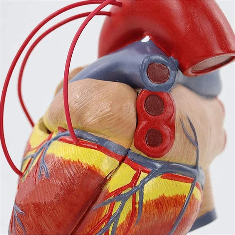 Natural Large Human Heart Bypass Surgery Heart Anatomy Model 1:1 Scale Heart Model