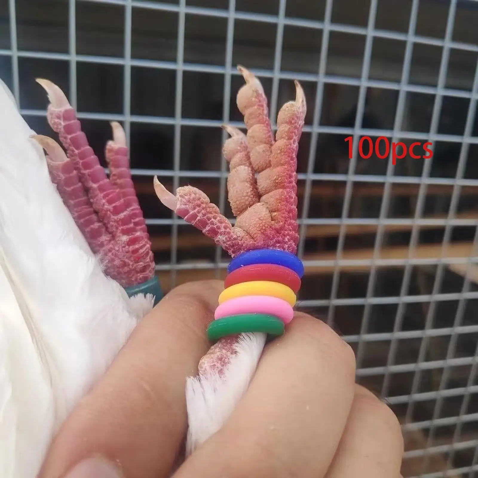 Mixed Color Bird Foot Rings Rubber Marker Bands Chicken Leg Tags for Bird Identification Training