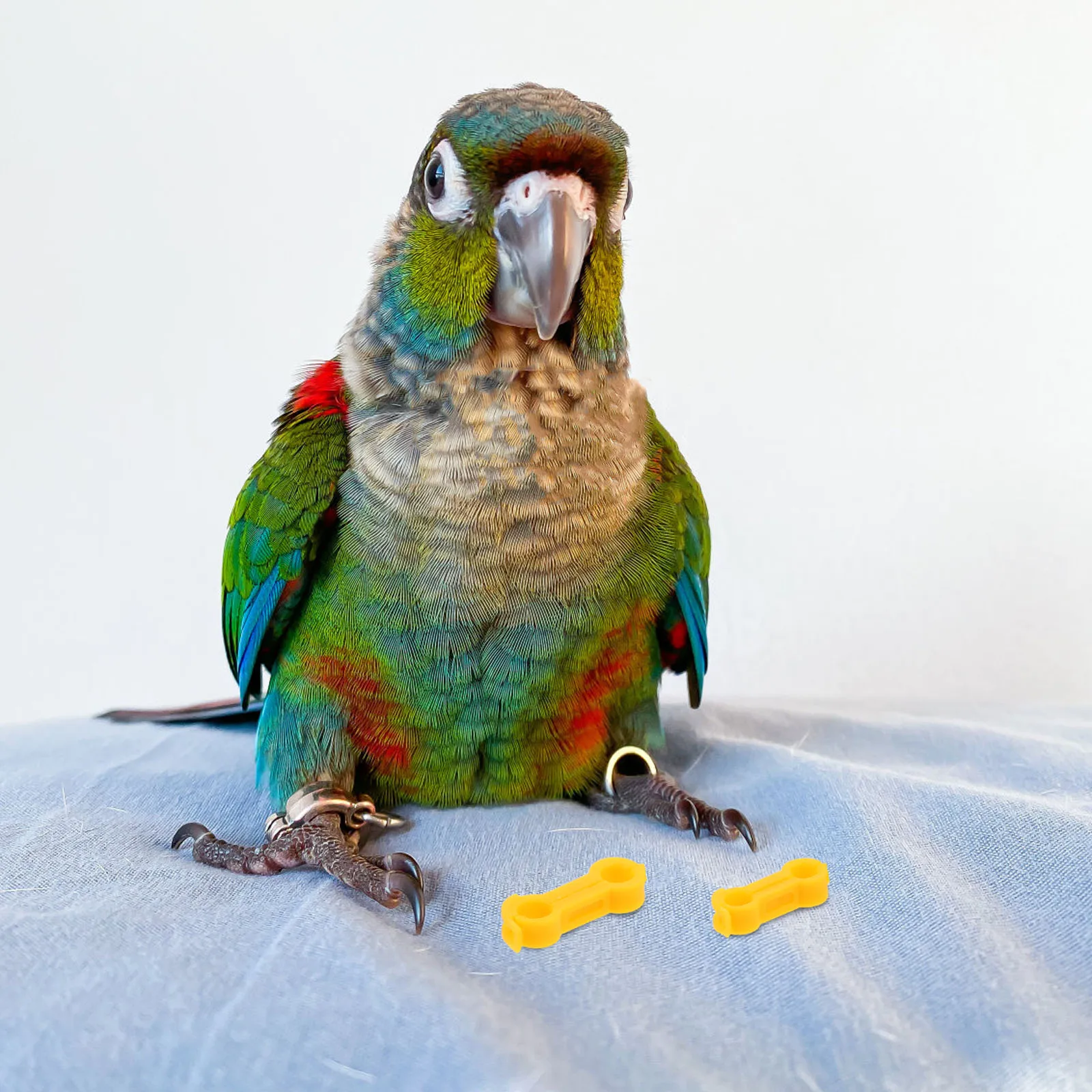 

10pcs Corrector Support Braces Foot Alignment Tool For Splay Leg Parrots Chickens Pigeons Durable Pvc Bird Leg Support