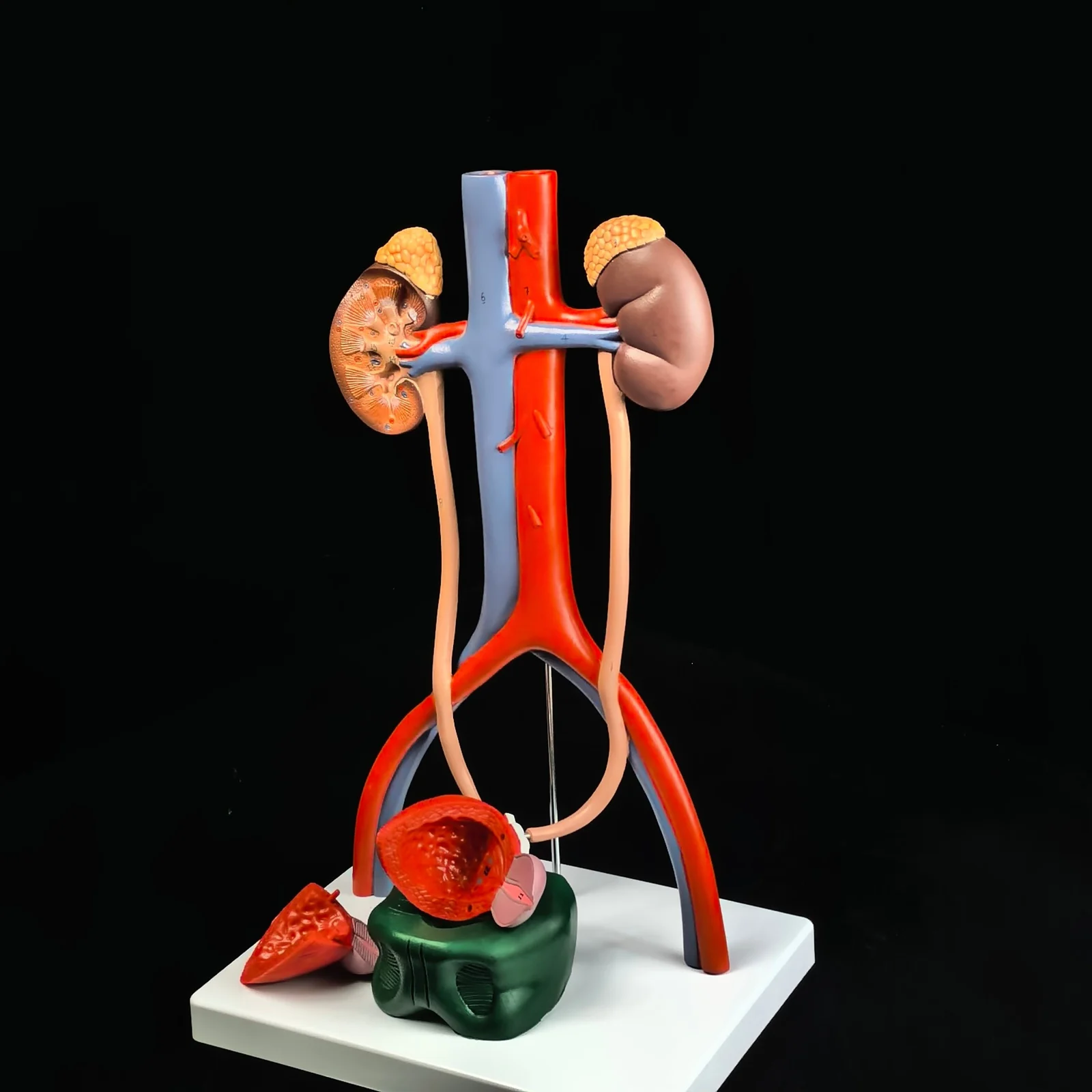 

Модель трехмерной мочевой системы из ПВХ с медической анатомией нирок с венами артерии