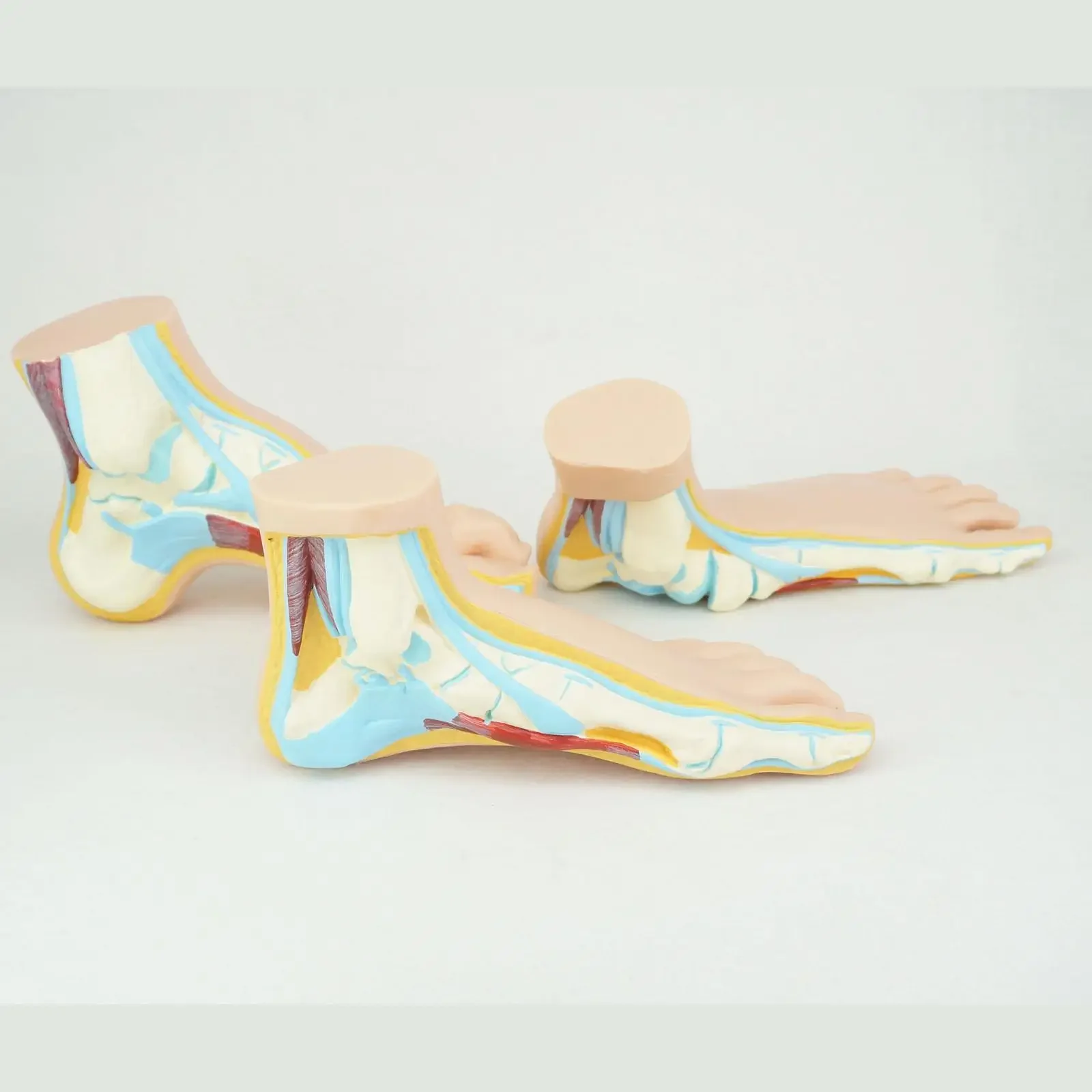 PVC Normal Human Foot Platypodia Bow Foot Anatomy Model Muscle Vascular Teaching 1:1