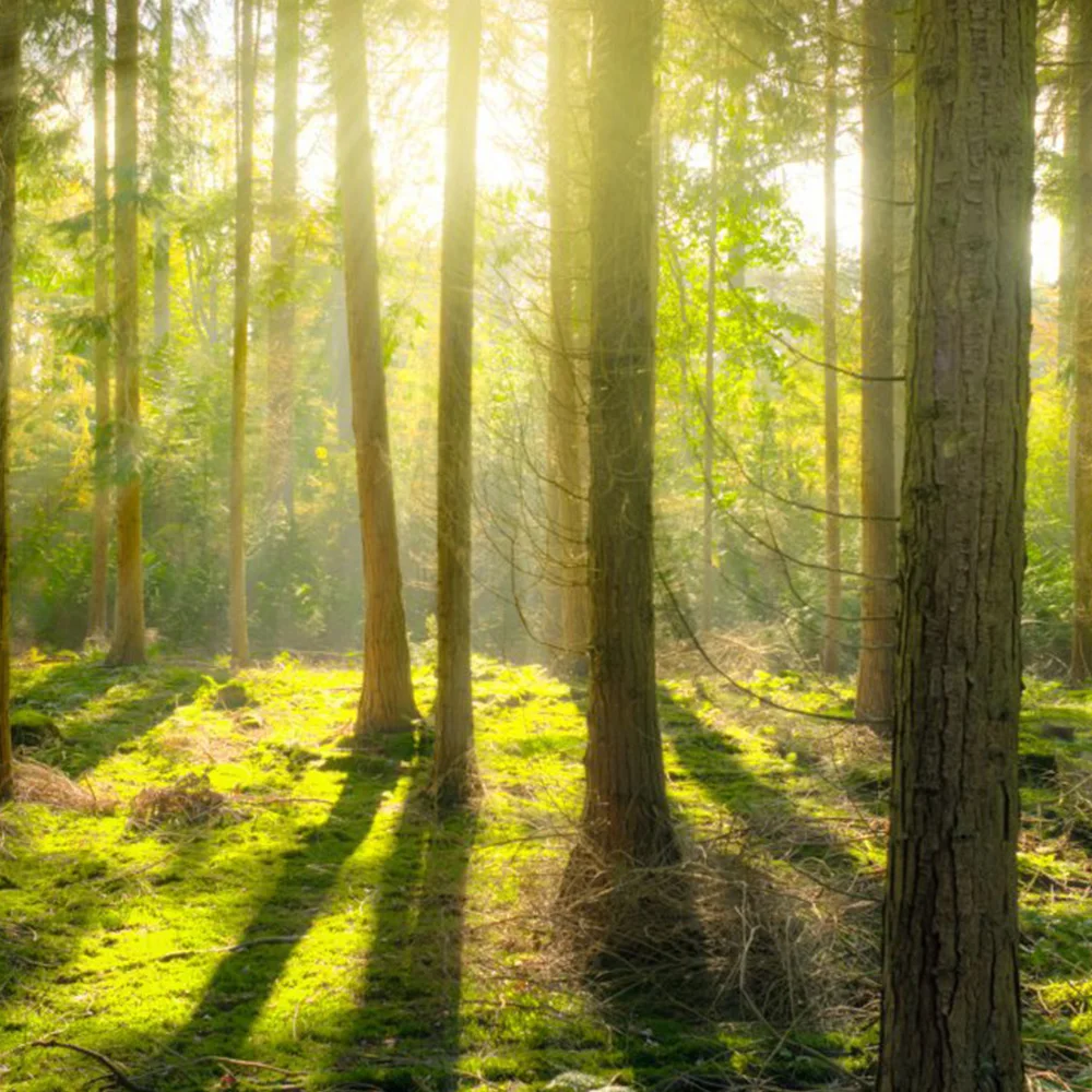 New product forest trees