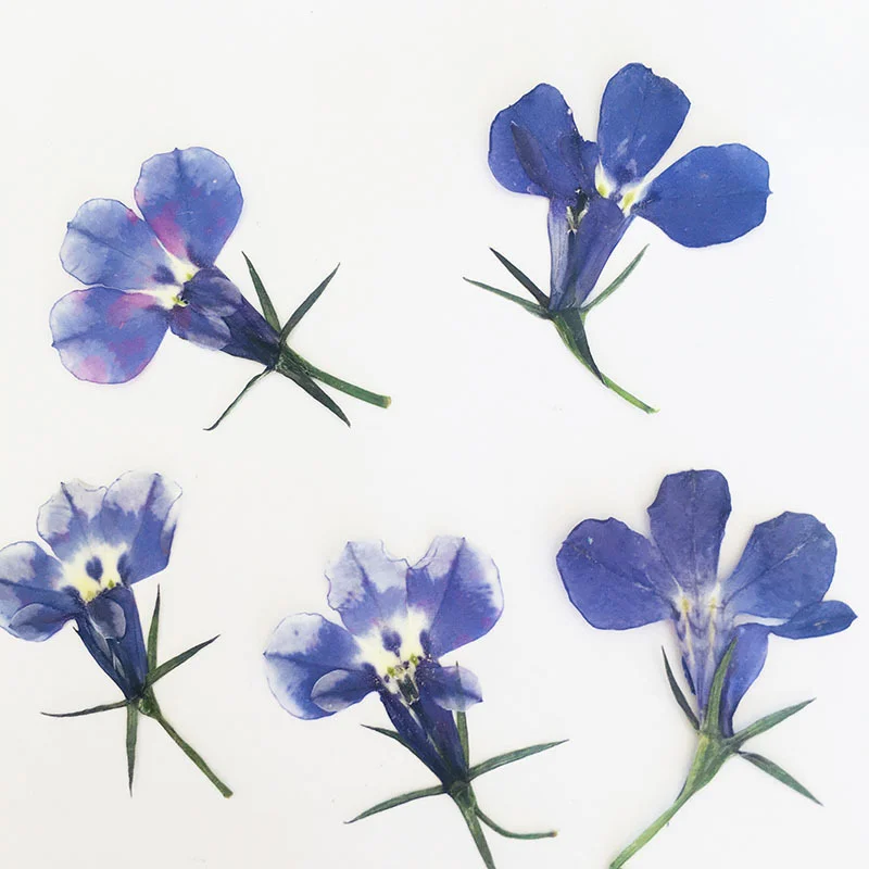 

100Pcs Natural Plant Specimens Handmade DIY Materials Resin Phone Case Decorations Pressed Flowers Resin Stickers for Envelopes Photo Frames Candles Resin