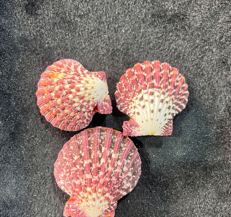 Natural Conch Shell Jewelry Box, Pearl Shell, Scallop Shell Crafts