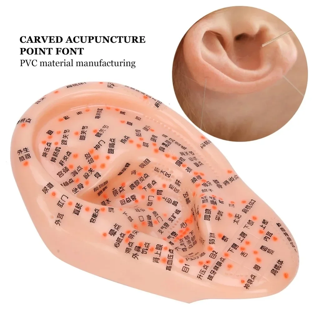 Acupuncture Massage Ear Acupoint Meridian Model Super Clear Traditional Chinese Medicine Ear Acupoint Model Teaching Practice