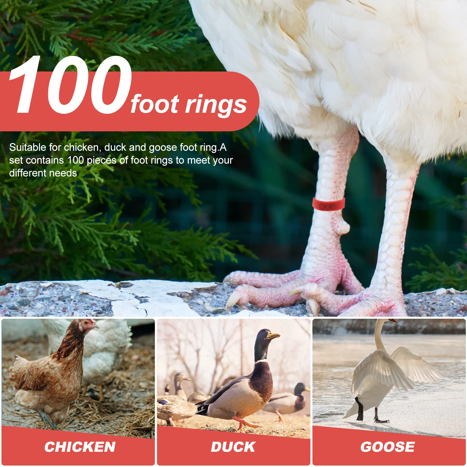 

100Pcs Premium Numbered Bird Foot Rings Reusable Chicken Leg Bands for Poultry Identification and Foot Rings