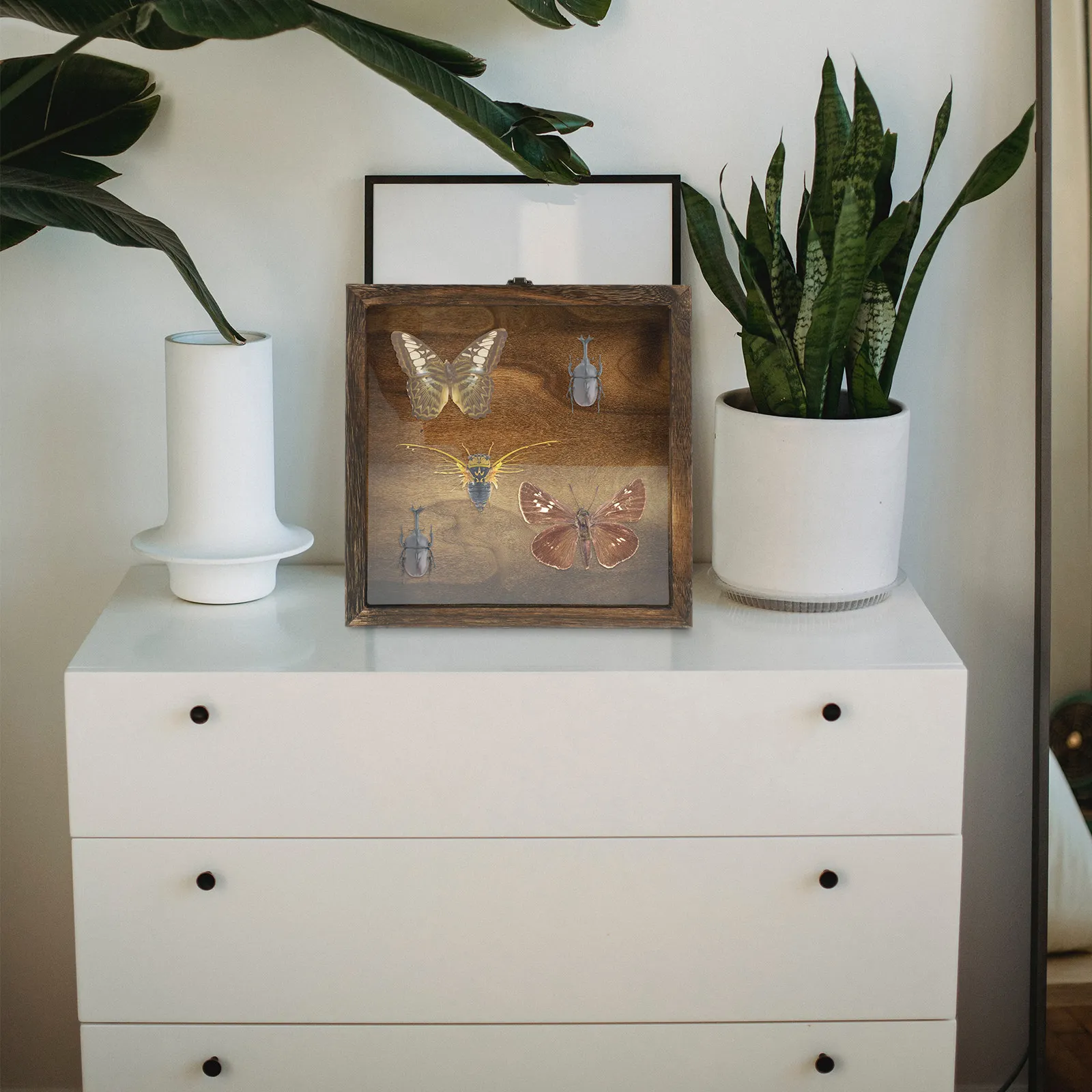 

Insect Specimen Display Case Wooden Acrylic Retro Style Specimen Protective Box for Jewelry Coins Crafts Collection Storage