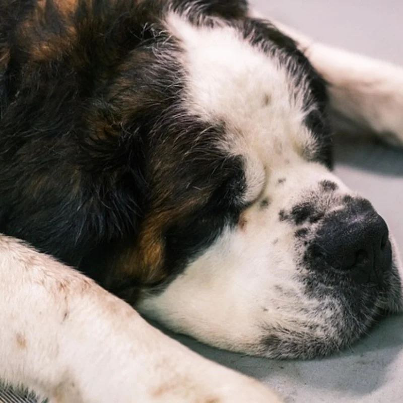 

RCtown HBX 2098B 1/24 4WD Mini RC Car Crawler Metal Chassis for Kids Toy Grownups