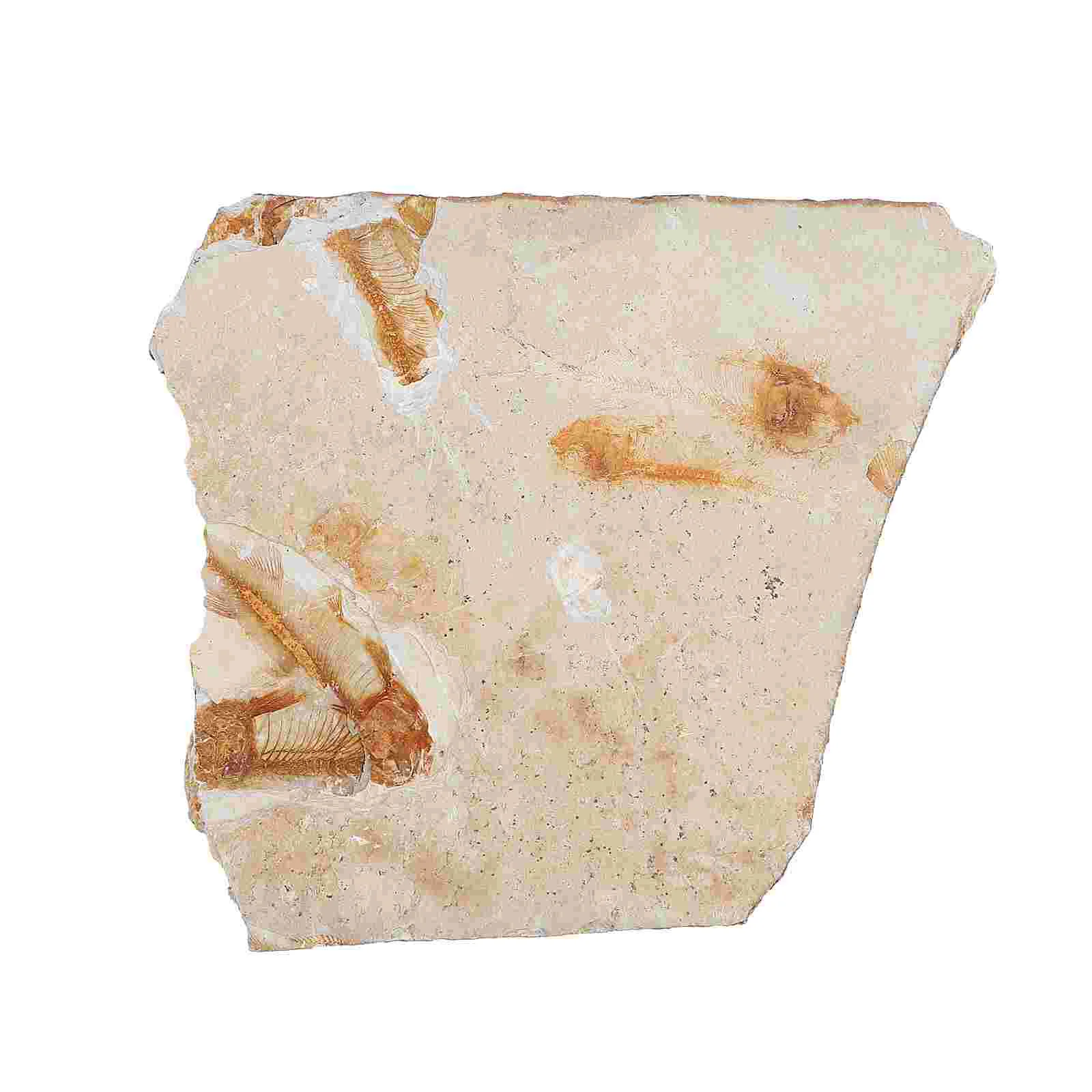 

Specimen Seashells Decoration Resin Fossilized Fish Sample Educational Plaything Student