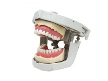 Dental Senior Manikin With Torso Simulation Training System Model