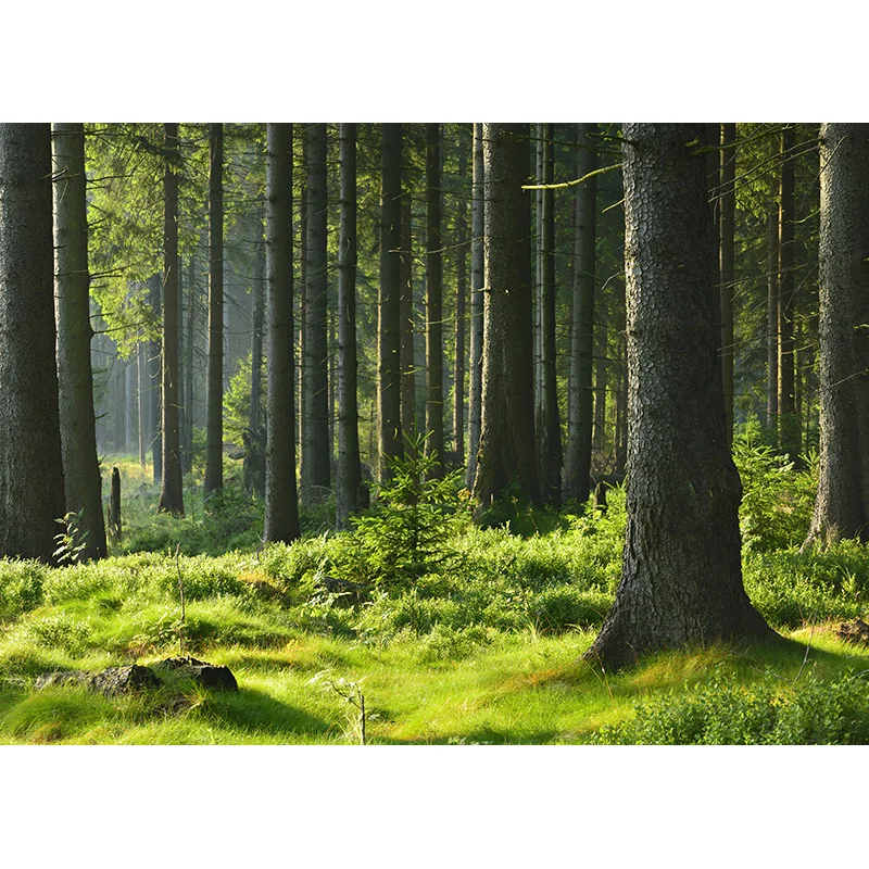 Fondo de fotografía con paisaje Natural, telón de fondo con diseño de bosque, río, viaje, accesorios de estudio, 21929 BNM-02