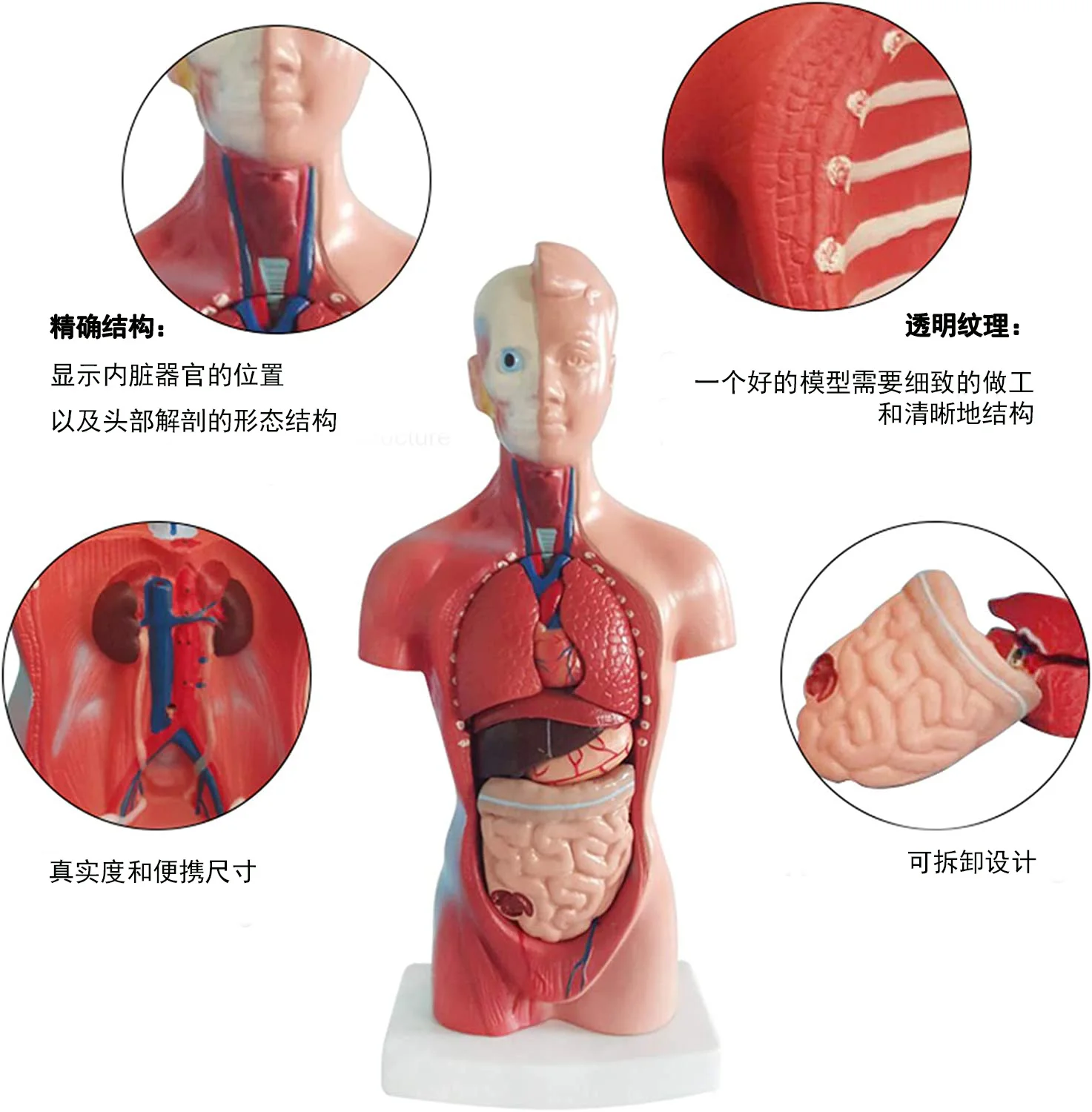 Human Torso Body Anatomy Model with 15 Removable Parts-Heart Visceral Brain Skeleton Medical School Nursing Educational Tool