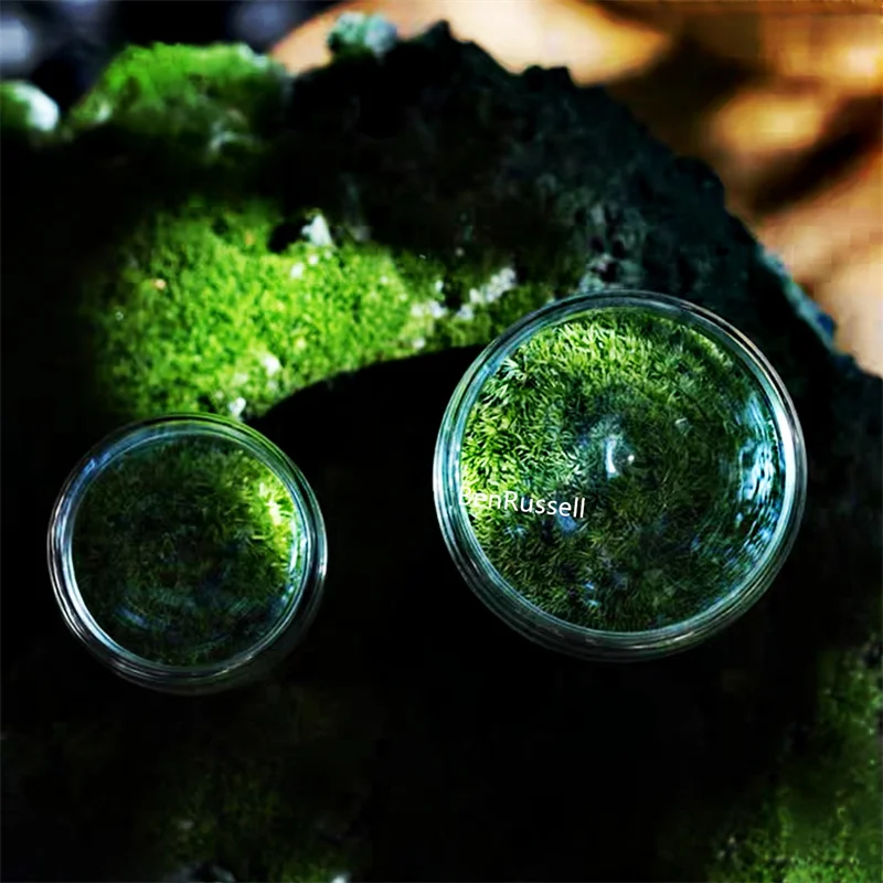 Micro Landscape Moss Glass Bottles Small Glass Vase Green Plant Microecological Glass Terrarium Fun Potted Plants Container