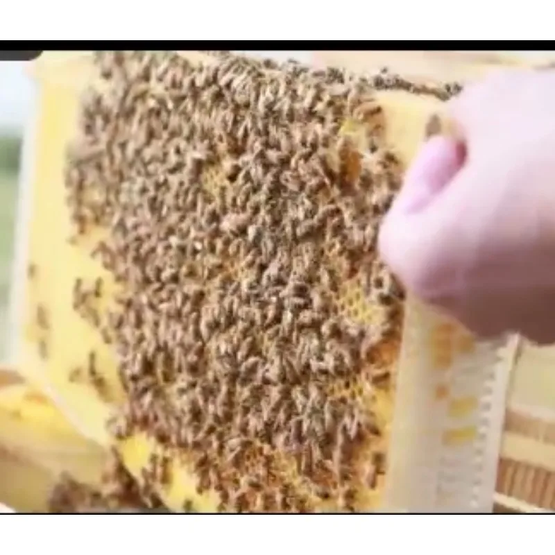 Self Flowing Bee Hive with 7 Spleens  (Excluding Beehives)