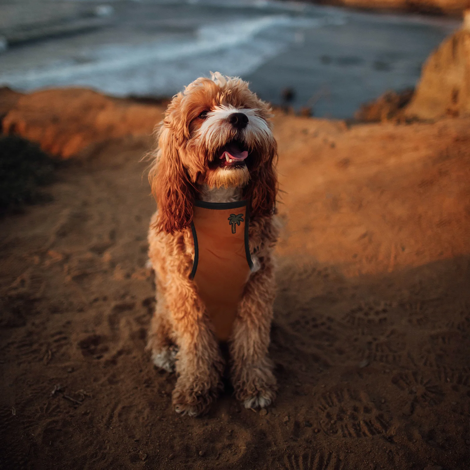 

Pet Waterproof Belly Wrap Adjustable Dog Raincoat For Small Medium Large Dogs Rainy Day Outdoor Use Pet Rain Jacket Dog