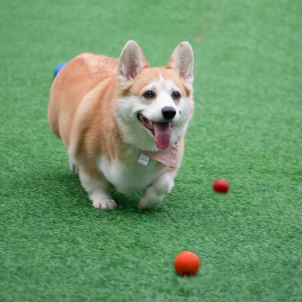 Hundespielzeug Hundeball Hunde-TPR-Ball Widerstandsfähiges Kauspielzeug für Hunde Outdoor-Wurf- und Auffangtraining für Hunde – Detail 13