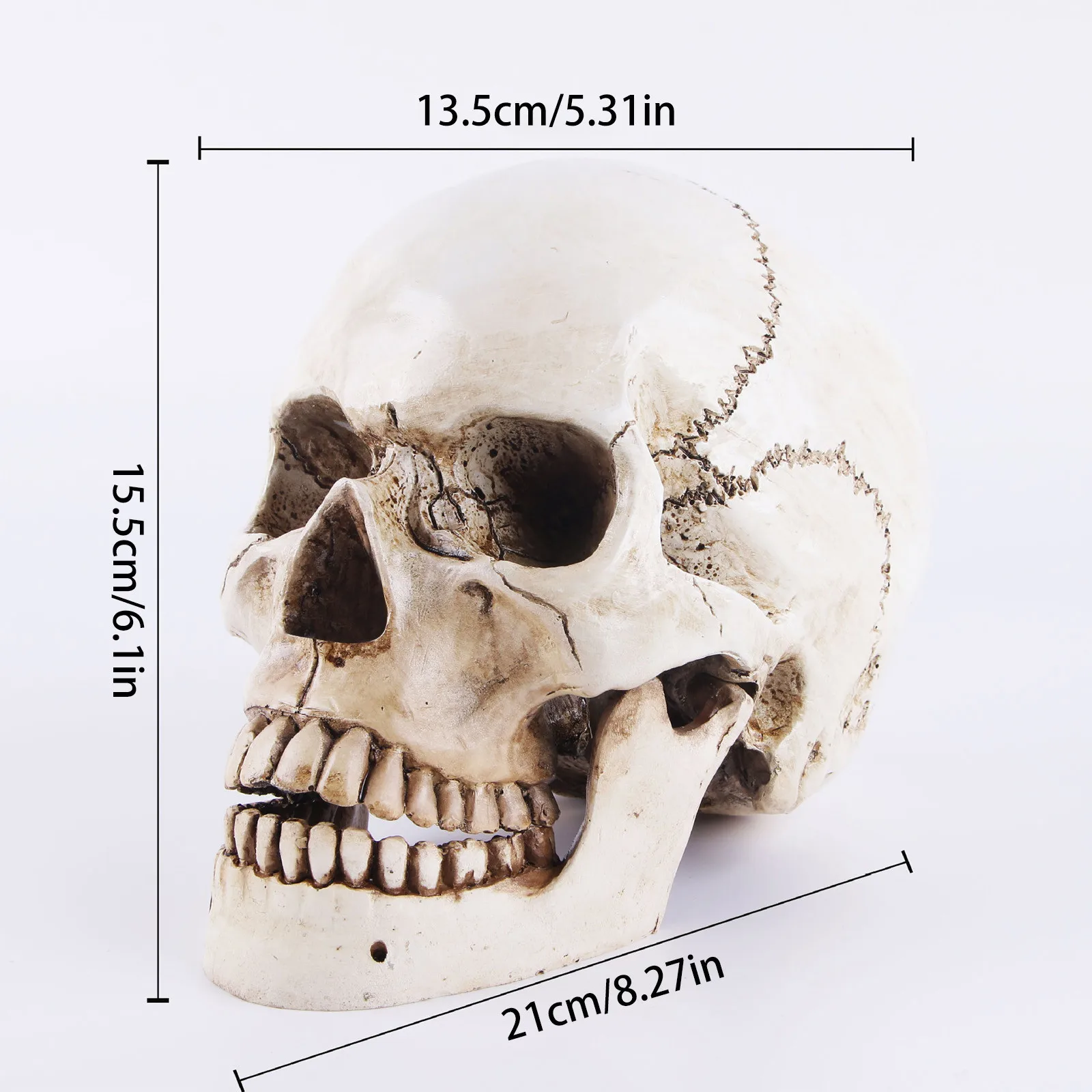 

Human Model Halloween Head 1 Skeleton Resin Life Size Skulls Lifesize Decor Realistic Crafts Decorations Movable Halloween Decor