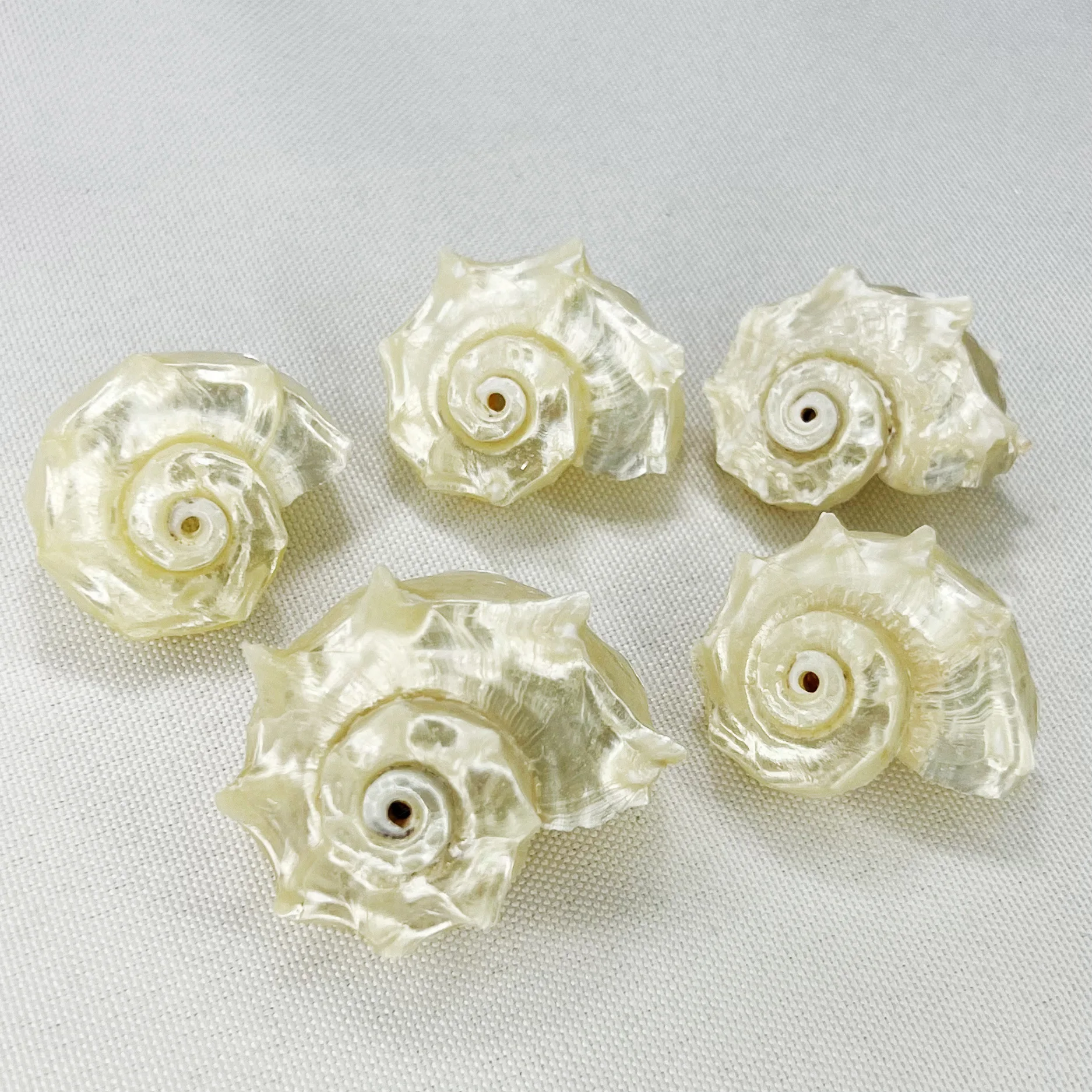 Natural Conus spp. Fluorescent Shells Hermit Crab Homes Aquarium Decor for Fish