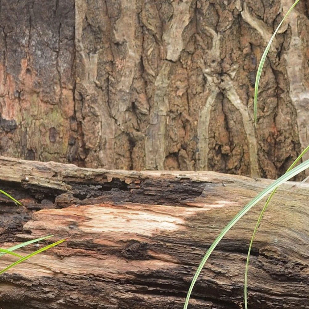 

Reptile Bark Terrarium Cork Bark Background Natural Reptile Tank Decor Aquarium Supply Cork Terrarium Background