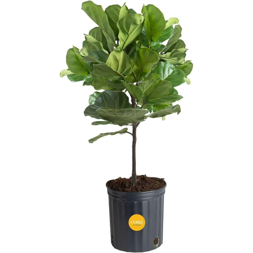 

Напольное растение в помещении Live Fiddle Leaf Fig Tree, комнатное растение для очистки воздуха в горшечной почве, подарок для декора гостиной, высота 3-4 фута