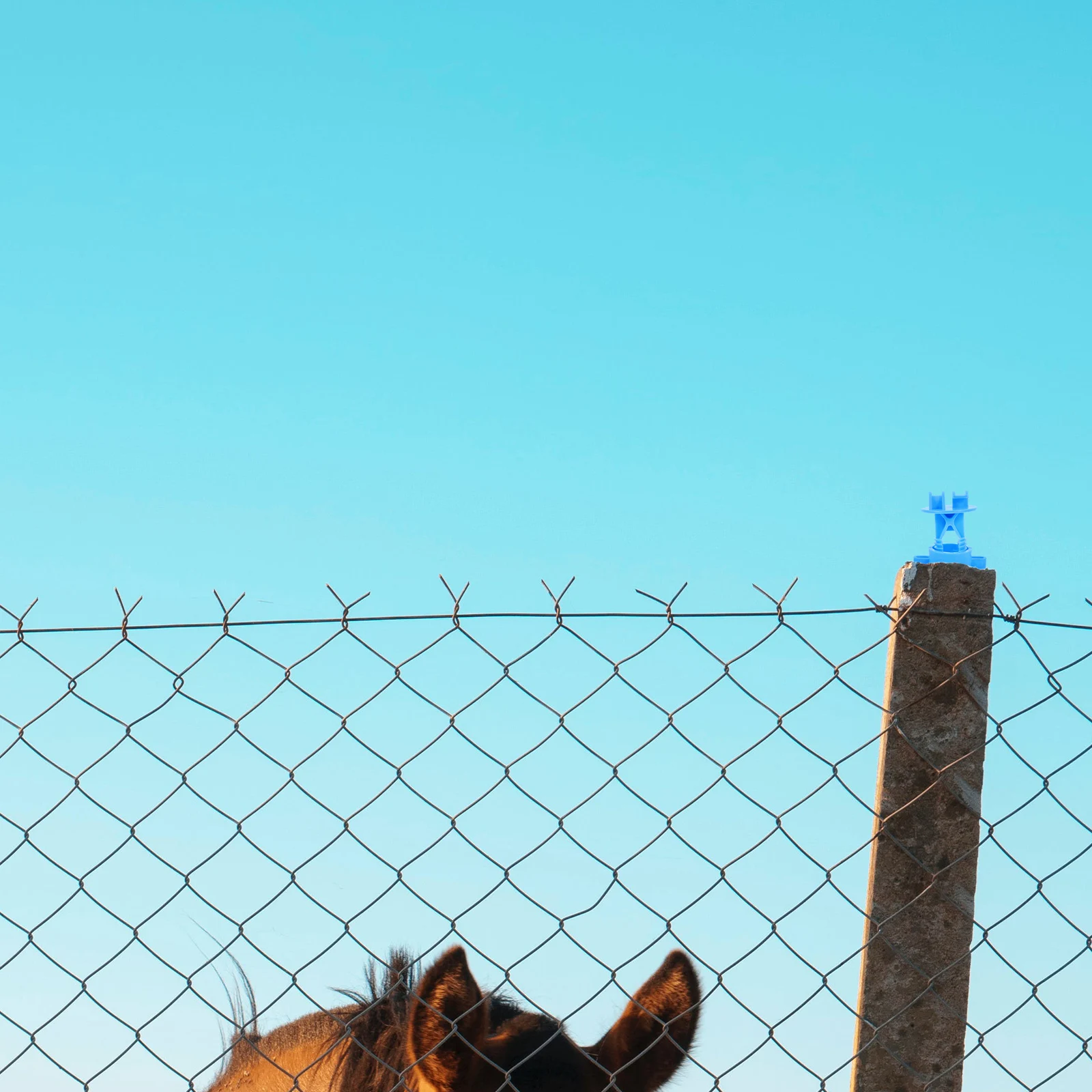 

50pcs Electric Fence Replacement Farm Wire Insulators Strong Durable Diy Post Insulators For Animal Fencing Livestock Fence