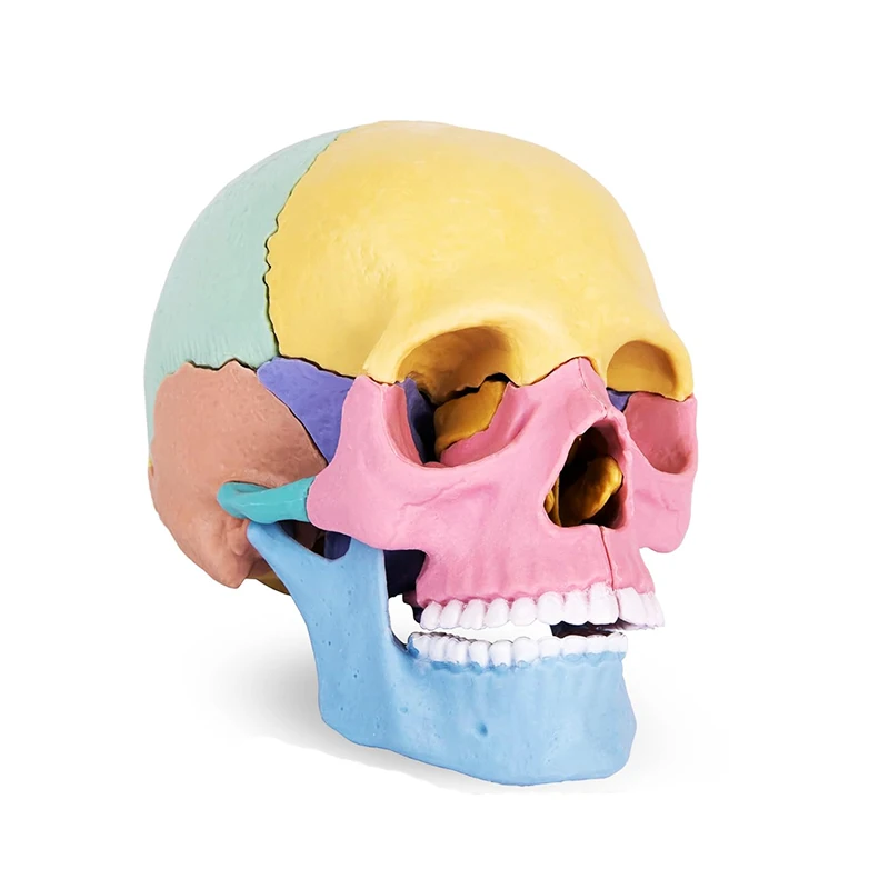 Skull Anatomy Model 17 Part Puzzle Human Anatomy Medical Mini Skull Model with Cards