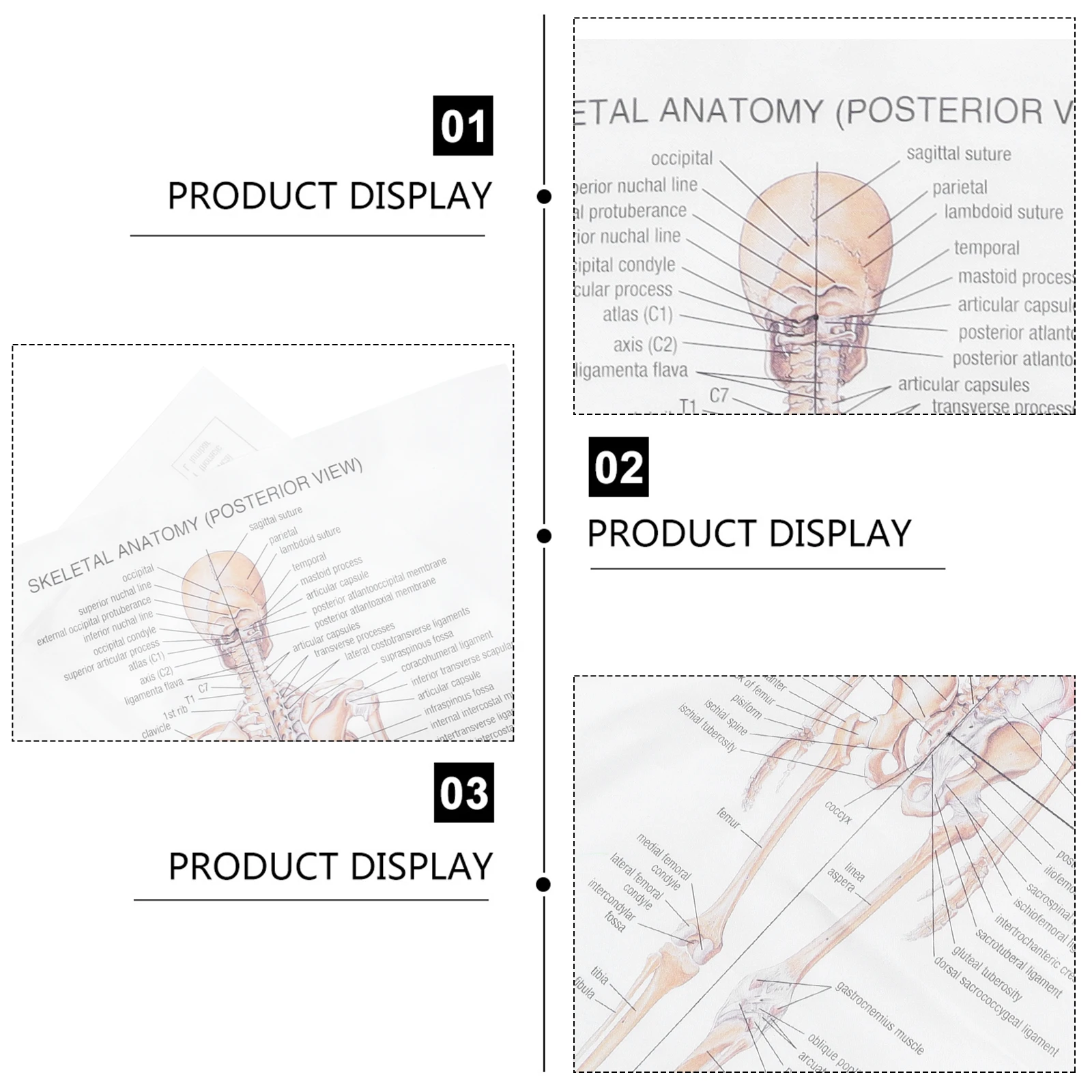 

Human Anatomy For Home Party Teaching Gift Skeletal Structure Anatomy Poster Bar Decor