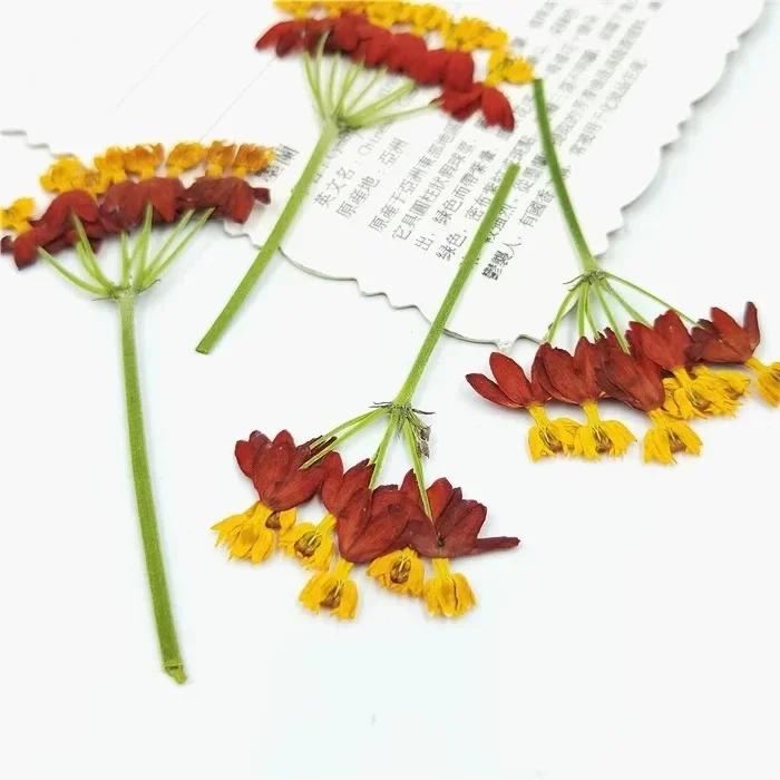 40Pcs,Pressed Real Flower Petals,Nature Dancing Flower, DIY Craft, Phone Bookmark, Gift Card,Flores, Jewelry, Facial Decor