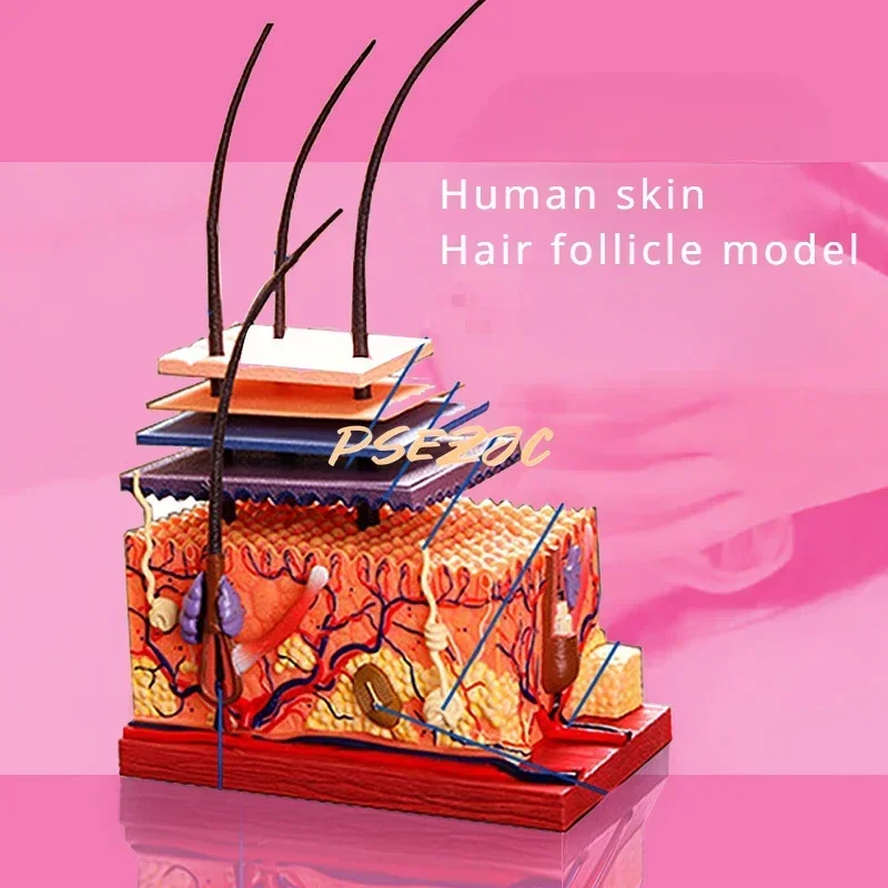 B-M 4D Medical Teaching Plastic Adhesive Human Skin Structure Anatomical Assembly Model Scalp Hair Follicle Supplies