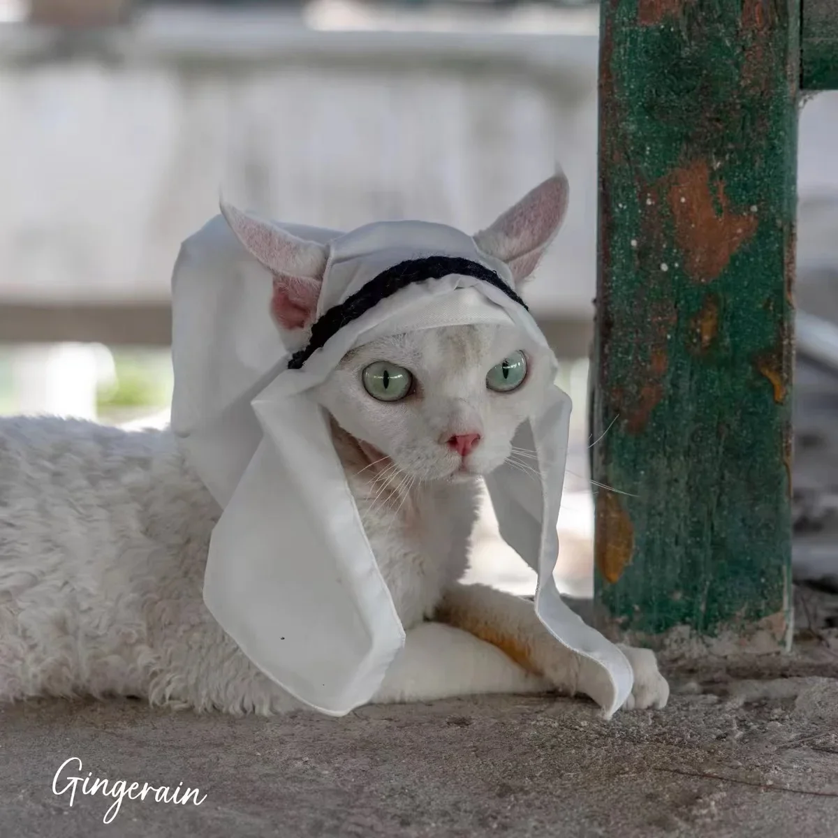 Cadılar bayramı orta doğu Pet başörtüsü şapka arap güneş koruyucu kap kedi şapka Pet başörtüsü yaratıcı kulak Baring şapkalar Pet malzemeleri.