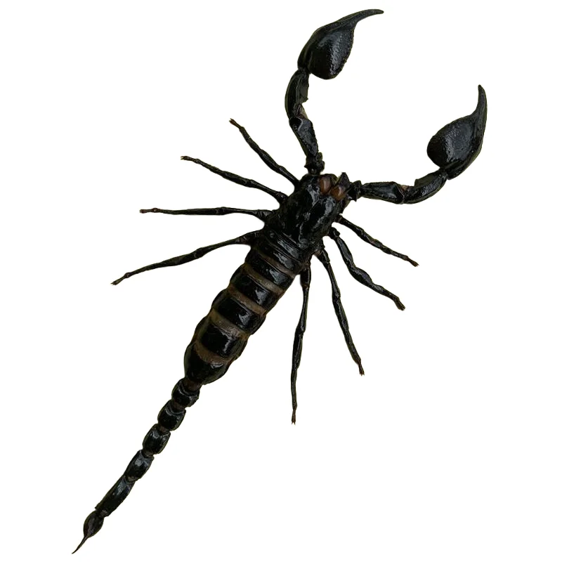 wholesale 1-10 PCS Real Black Scorpion Specimen Collection Home Decoration Accessories Gifts