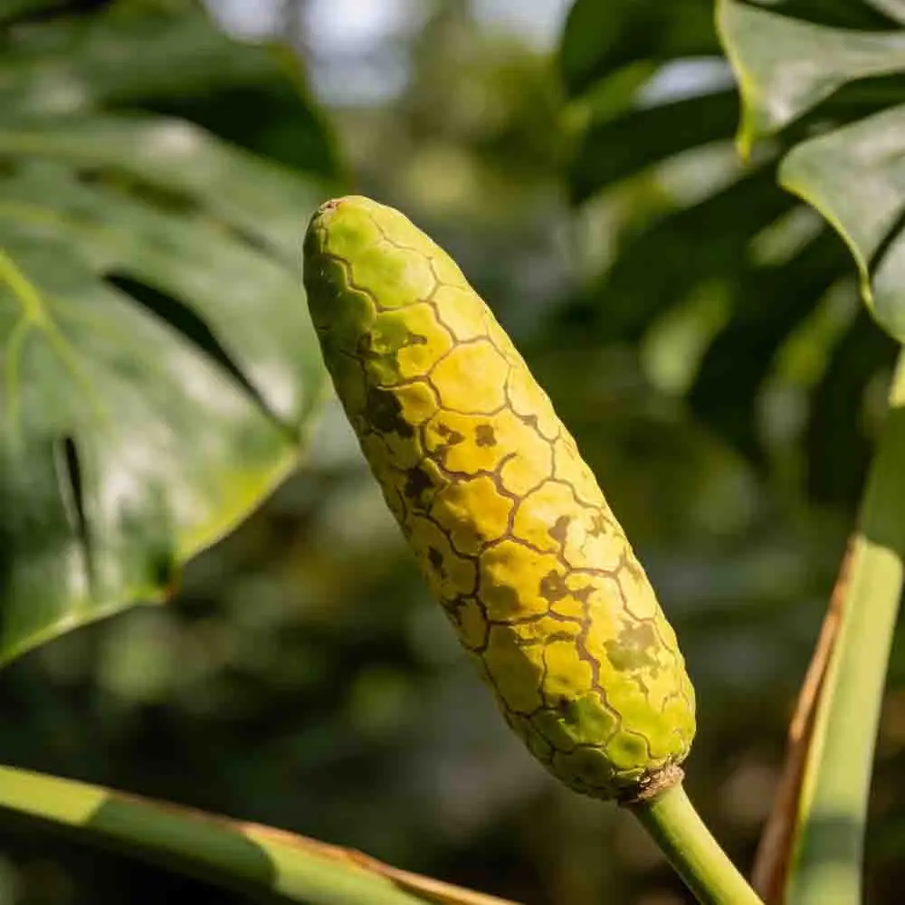 

Бесколлекторный двигатель SpeedyBee 2807 1050KV 6S LIPO для Mario Fold 8 DC FPV, для дальнобойных дронов, запчасти для DIY RC