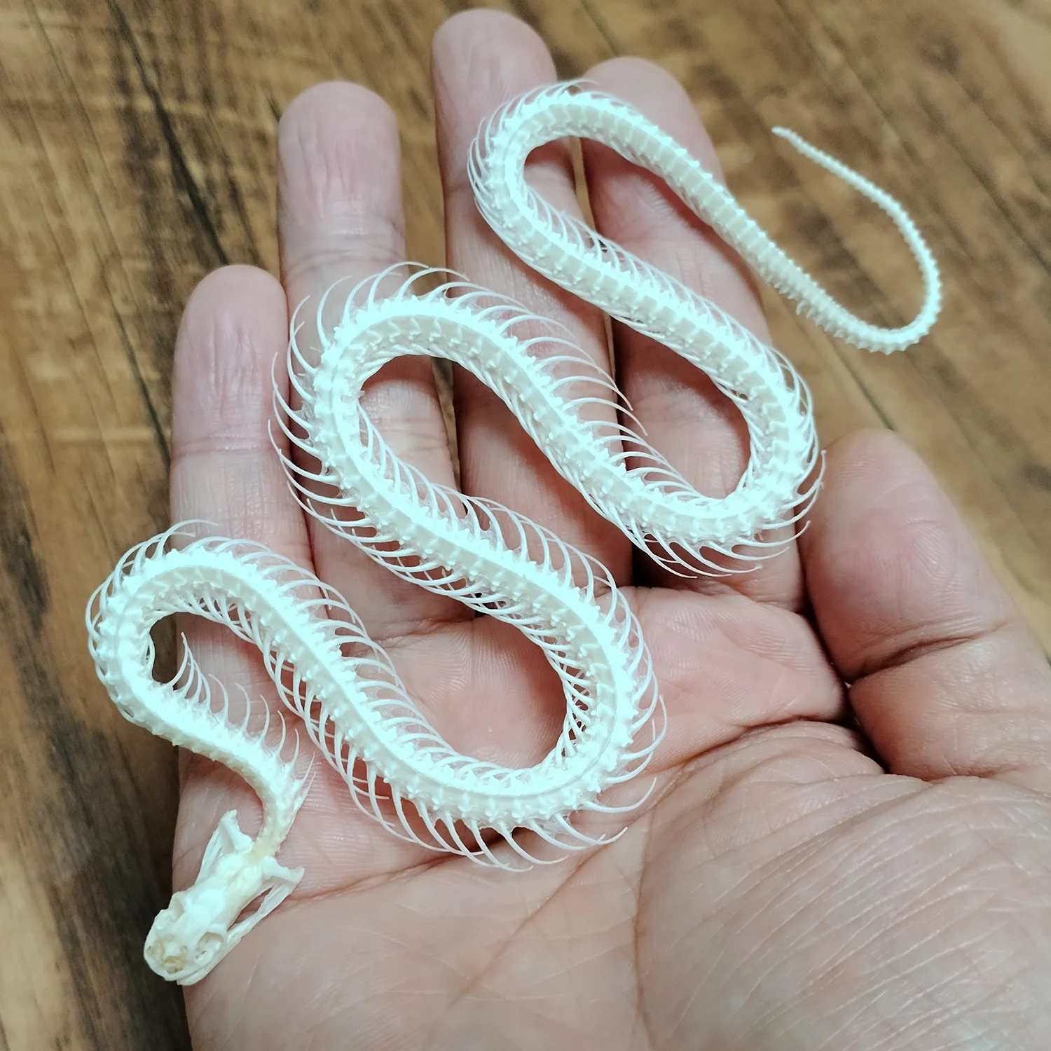 35-40CM Real Snake-Skeleton Animal Specimen Real Bone Taxidermy Supplies for Science Education, Special Gifts