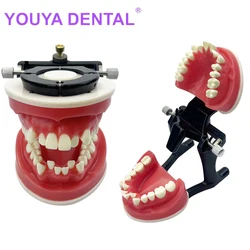 1Pcs Dental Orthodontic Practice Model Red Wax Gum Malocclusion Tooth Teaching Typodont For Dentist Teaching Study Communication