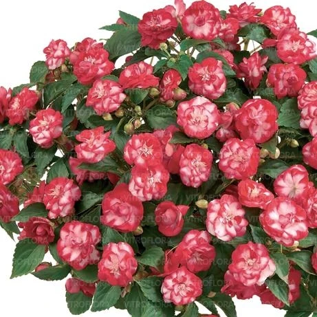 Zdjęcie 3: Balsamina waleriana NIECIERPEK NAsiona kwiatów - 452 Toraf