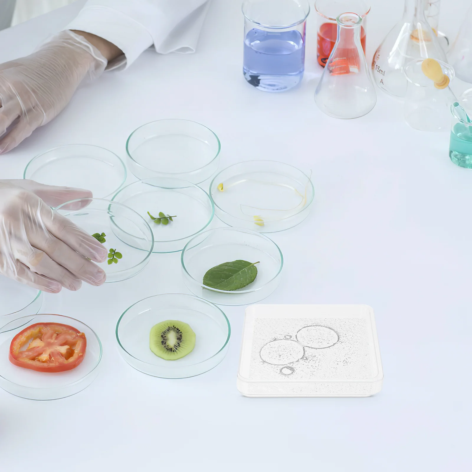 

10Sets Square Plastic Petri Dishes Sterile Disposable Bacterial Culture Dishes Lids for Lab Biological Scientific Use