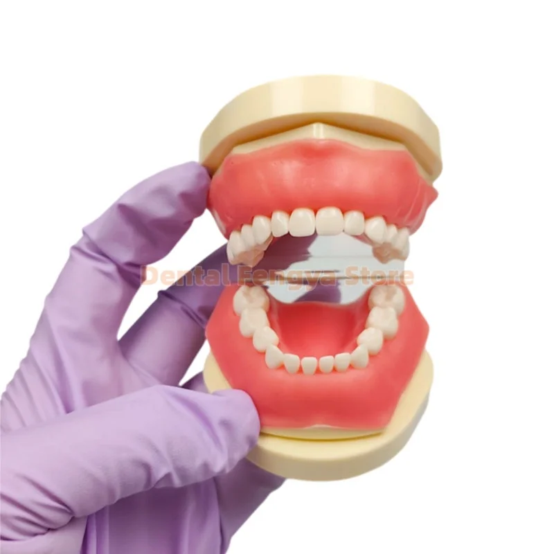 New Type Dental Typodont Jaw Model Kids Dental Model With 24pcs Removable Resin Teeth Dentistry Teaching Practice Teeth Model