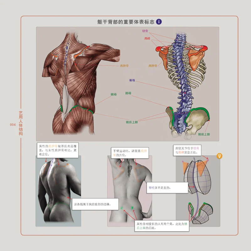 3D Art Human Body Books Sculpture Game Character Design Basic Tutorial Books Drawing Human Form Structure Skeletal Muscle