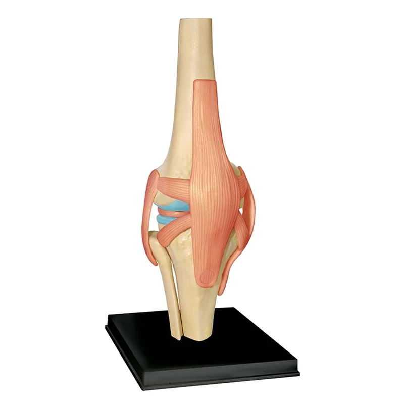 Torso Human Body Model Education Knee Joint Organs Model For Student Teaching Study Assembling Model