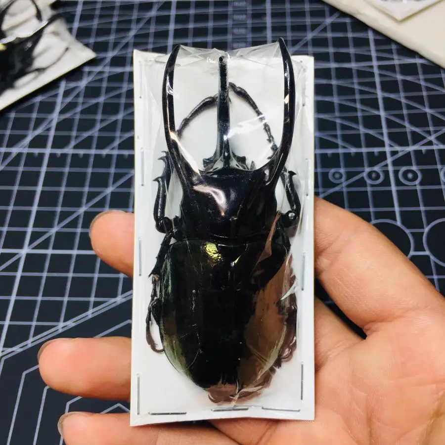 Real Insect Specimen Chalcosoma Atlas Keyboh Steampunk Insect Teaching Research Collection Hobby DIY Crafts Home Decoration