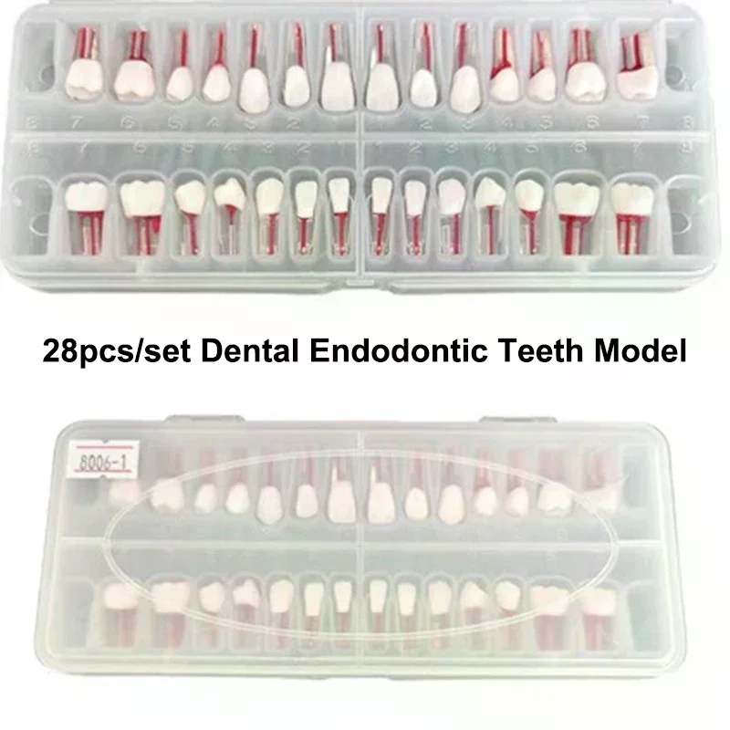 

28pcs/set Dental Endodontic Teeth Model Full Mouth Root Canal Practice Study Model Endo Teeth Block Training