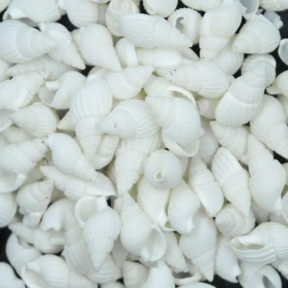 100 Pieces Small Beautiful Top Rare Real Sea Shell Conches Gift Fish Tank Aquarium White Decorations Party Home Decor