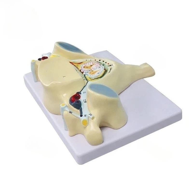 SY-N028 Spinal cord transection Model for complete SCI Spinal Cord Injury Study/induced spasticity
