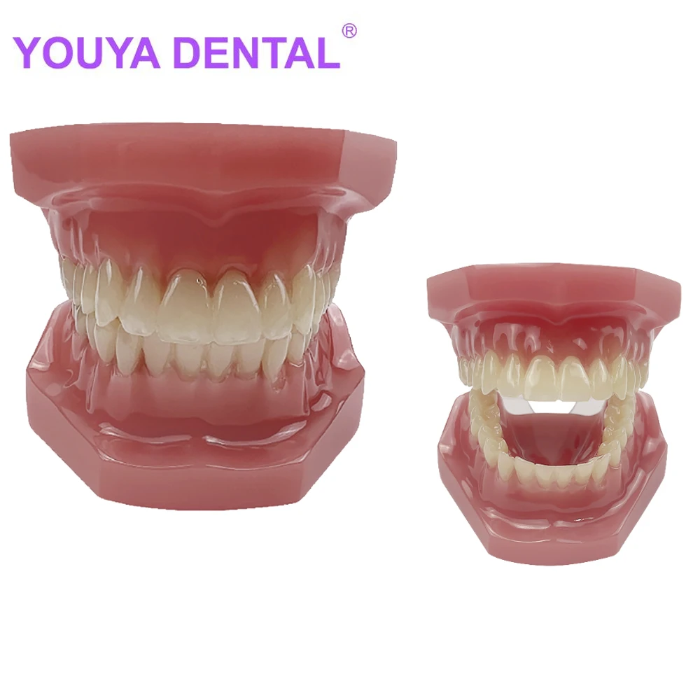 1PC Dental Teeth Model Teaching Study Demonstration Tool Model Standard Typodont for Dentist Student Teaching Communication