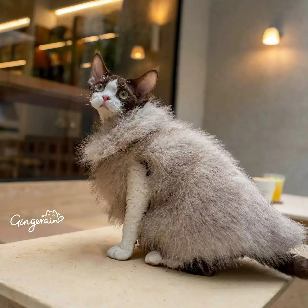 Luxe verdikte bontkledingjas voor Sphynx-katten met korte mouwen, jas voor Devon Rex buitenfeesten, foto-outwear