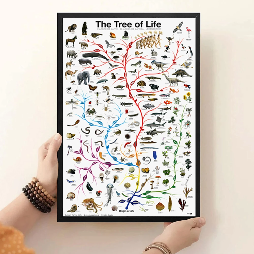Evolution Tree of Life Poster  Educational Biology Science Chart for Home Wall Decor  Novelty Print for Classrooms  Offices